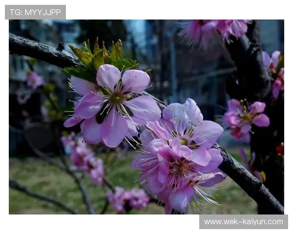 桃花视频全新上线,带你领略春日浪漫与趣味精彩瞬间 桃花视频全新上线,带你领略春日浪漫与趣味精彩瞬间